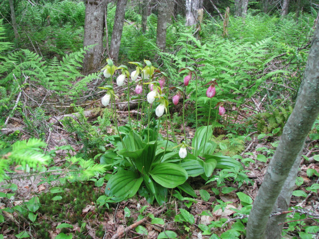 Ladyslippers on the course!